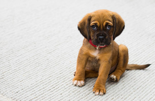 Puppy Portrait