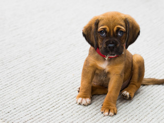 How Smart Home Technology is Helping Pet Owners Improve the Lives of Their Pets