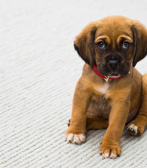 Puppy Portrait