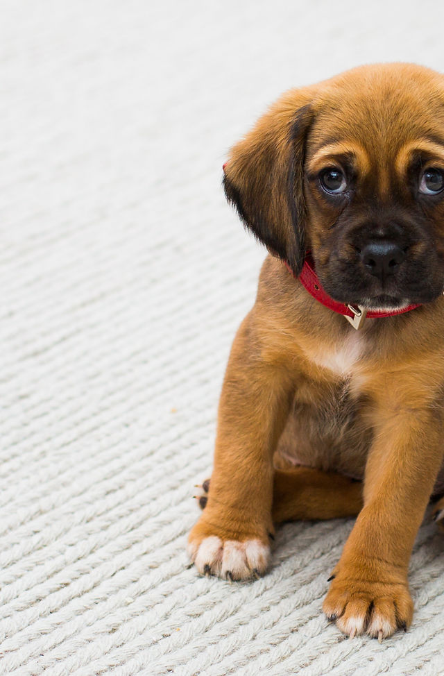 Puppy training classes top