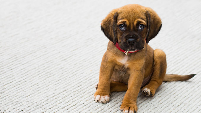 Private Puppy Training