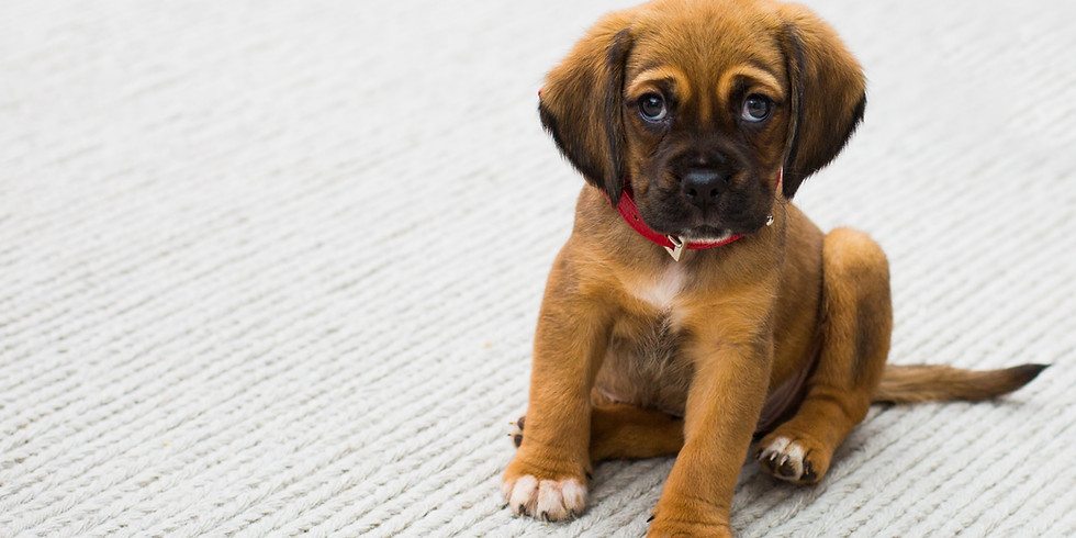 Puppy Training Class - Carrickfergus