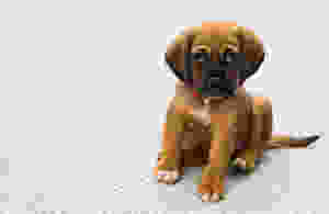 Puppy