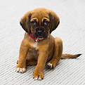 Puppy Portrait