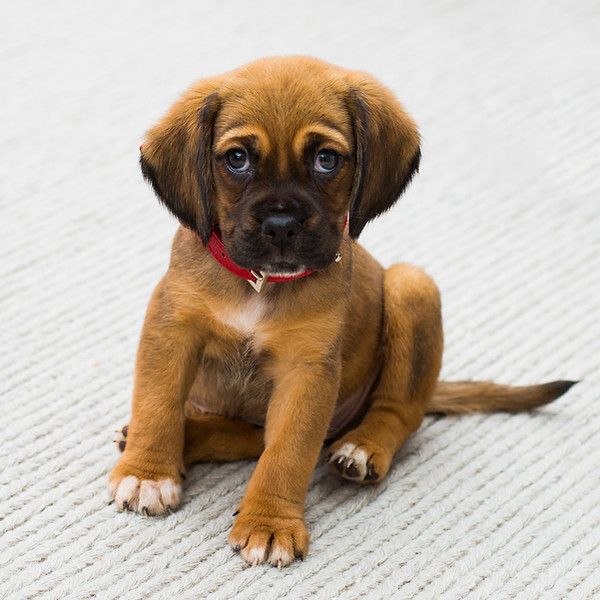 Puppy Portrait
