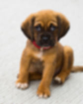 Puppy Portrait