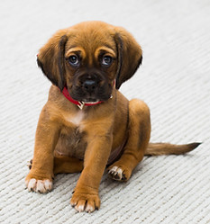 Puppy Portrait