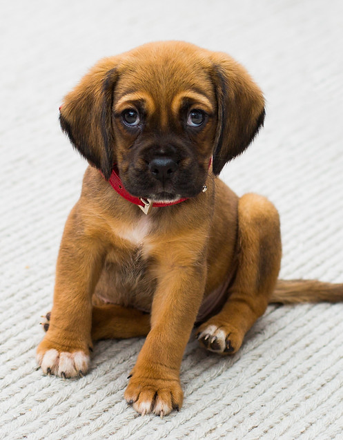 Cute Puppy Sitting