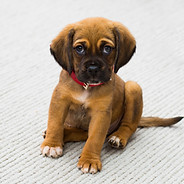 Welpen-Portrait