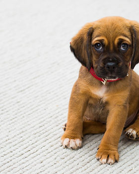 Puppy Portrait