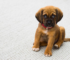 Puppy Portrait
