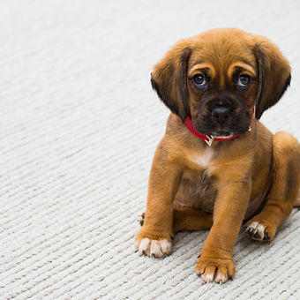 Puppy Portrait