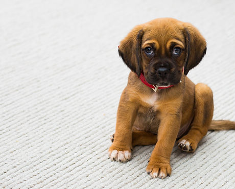Puppy Portrait