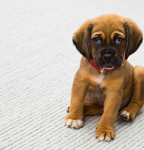 Puppy Portrait