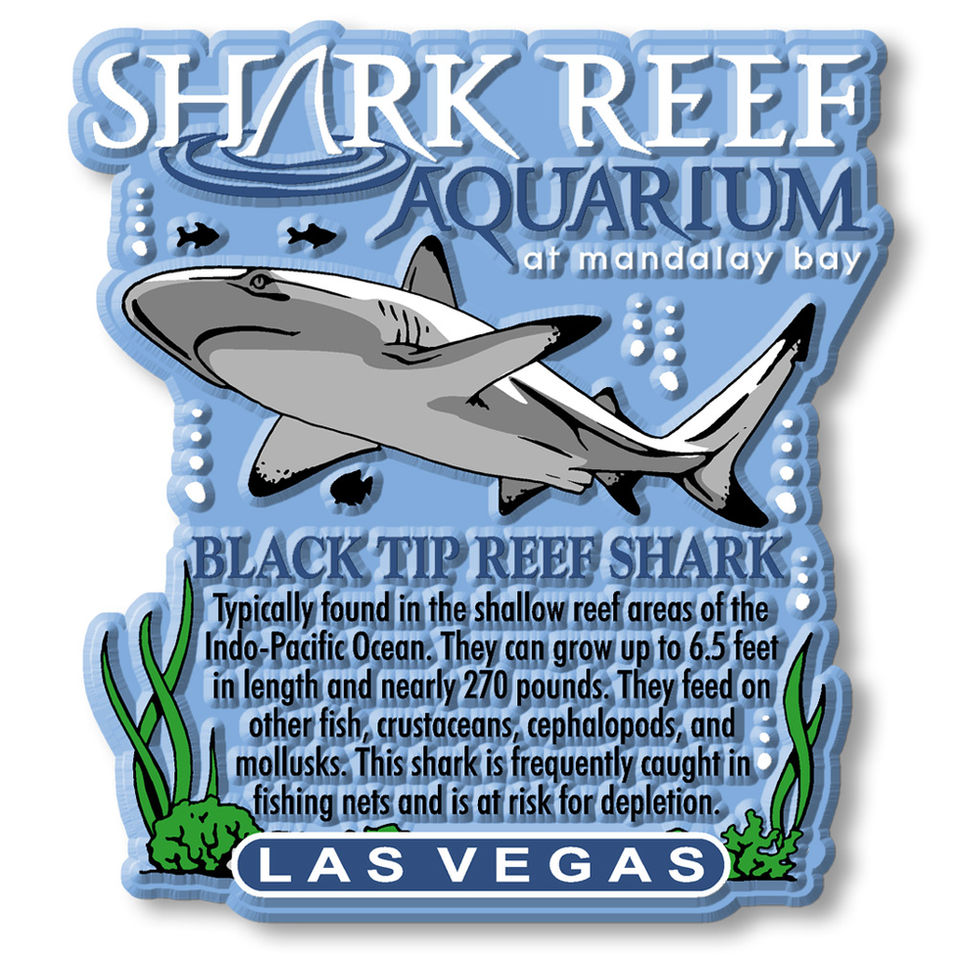 Black Tip Reef Shark illustration, Shark Reef Aquarium at Mandalay Bay, Las Vegas