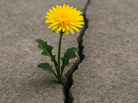 Flor en cemento
