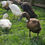 Thumbnail: DUCK