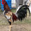 Thumbnail: Game fowl 