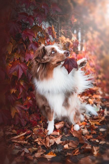 Hundefotografie Ulm. Australian Shepard im Herbst.