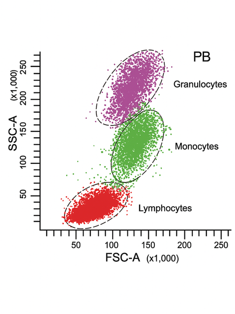 Gráfico de citometria de fluxo em diagrama de dispersão FSC-A por SSC-A mostrando três populações celulares distintas: linfócitos (pontos vermelhos, com menor complexidade e menor tamanho), monócitos (pontos verdes, intermediários) e granulócitos (pontos roxos, maiores e mais complexos). Cada grupo está delimitado por elipses, representando as diferentes subpopulações identificadas no sangue periférico.