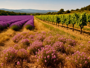La Farigoule - ein provenzalisches Geheimnis