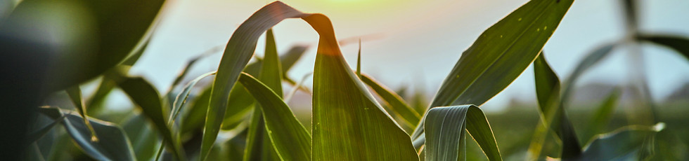 Close Up of Corn Field