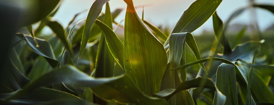 Corn Maze
