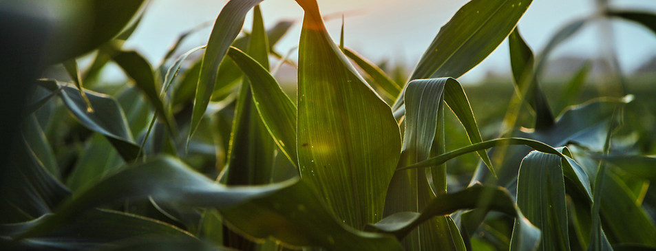 Corn Maze
