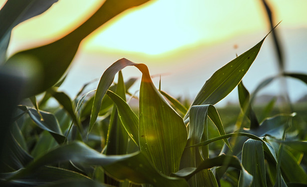 Close Up of Corn Field