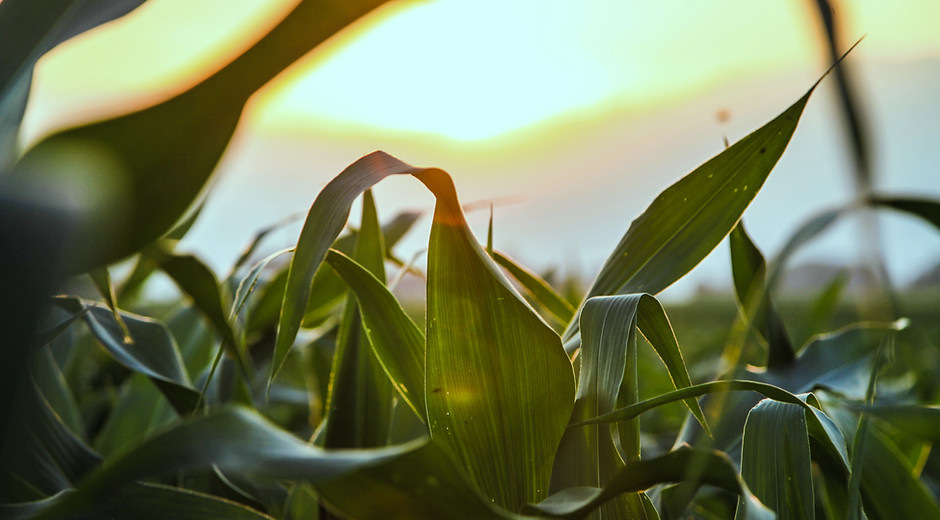 Close Up of Corn Field