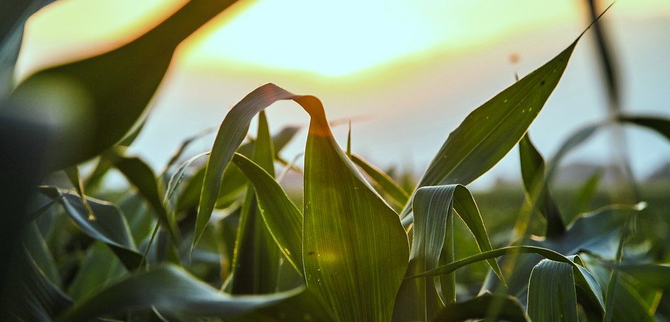 Close Up of Corn Field