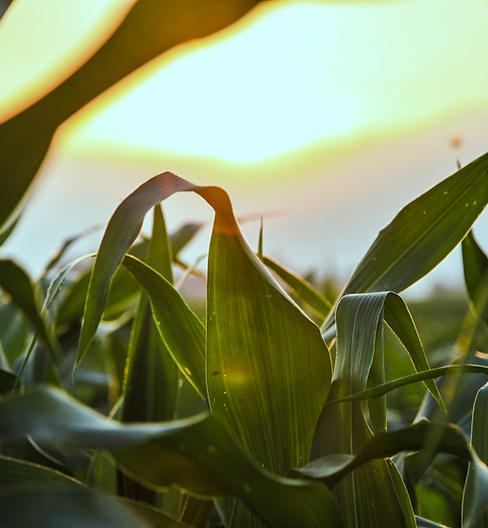 Close-up van de Corn Field