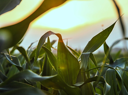 Close Up of Corn Field