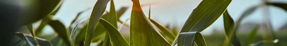 Close Up of Corn Field