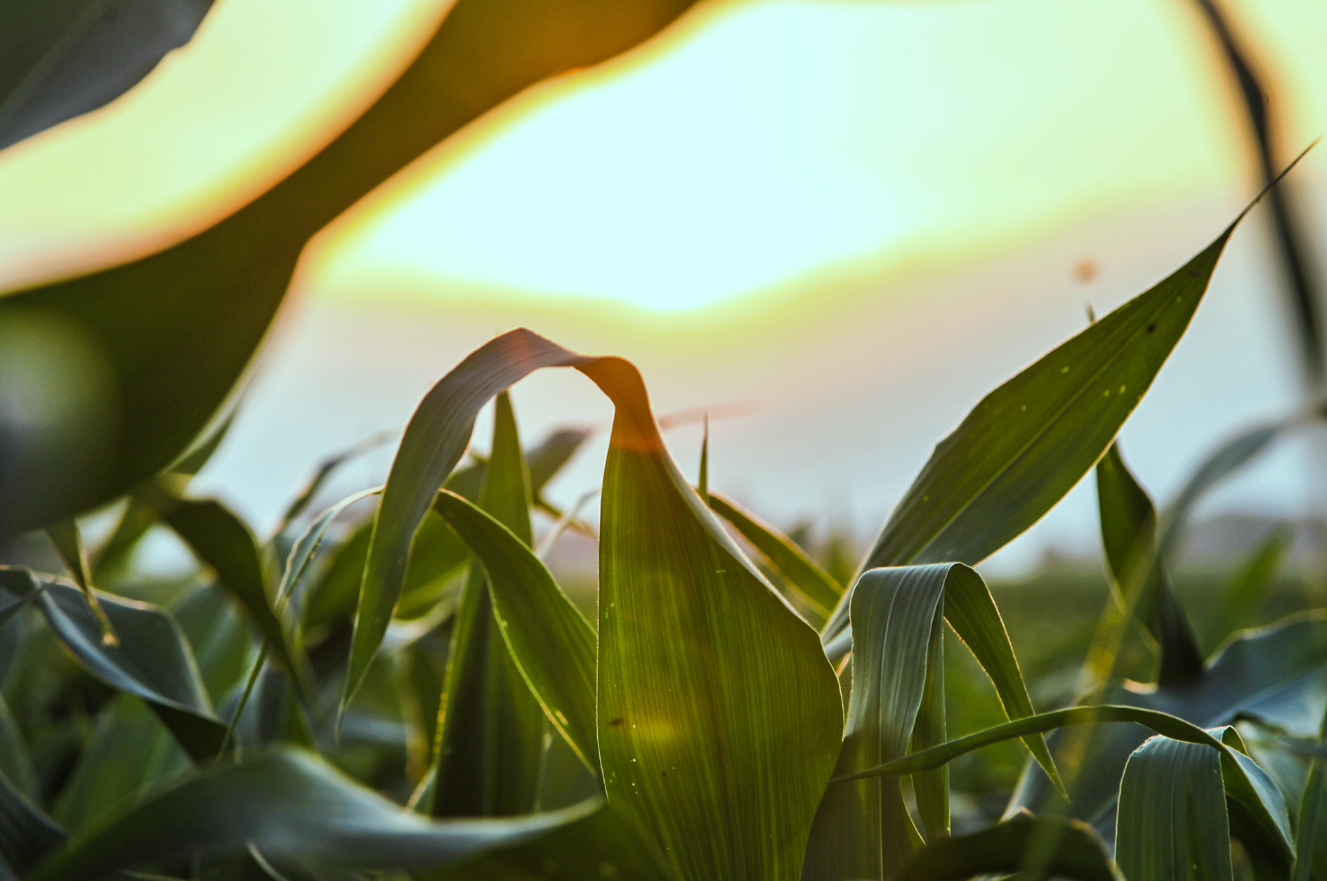 Close Up of Corn Field