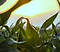 Close Up of Corn Field