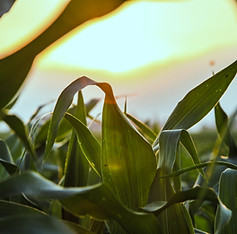 Close Up of Corn Field