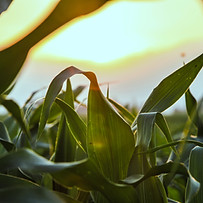 Close Up of Corn Field
