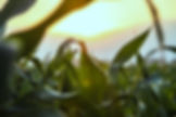 Cornfield At Sunset