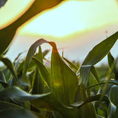 Corn Field