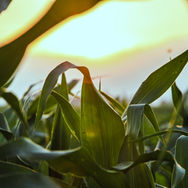 Furthering agriculture and climate action: How IITA supports global sustainability goals