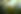 Close Up of Corn Field