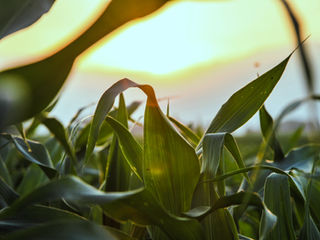 Bring light into your life