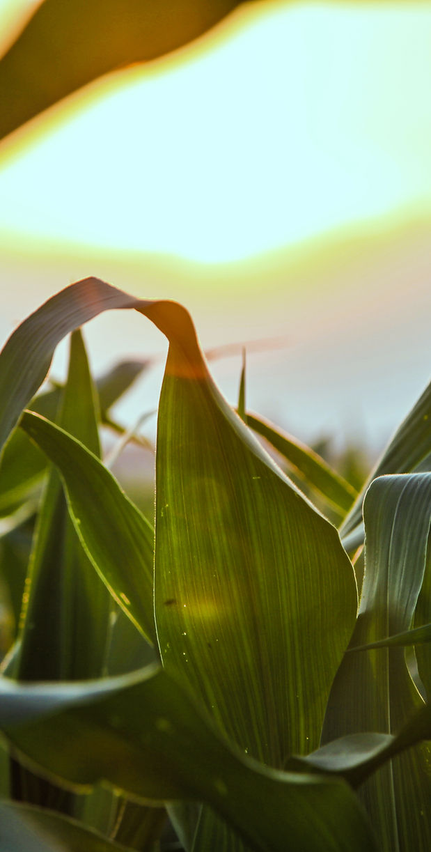 Close Up of Corn Field