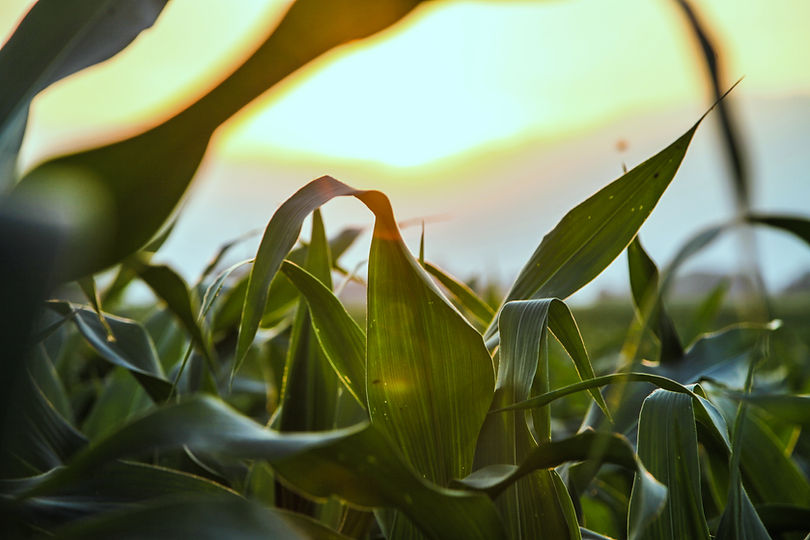 Close Up of Corn Field