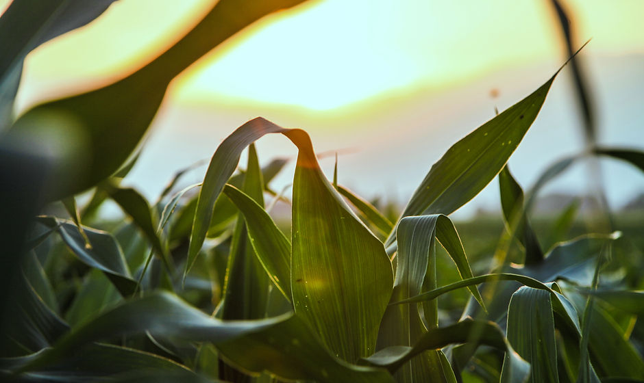 Close Up of Corn Field
