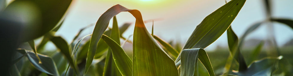 Close Up of Corn Field