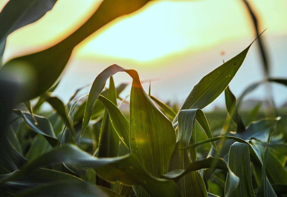 Close Up of Corn Field