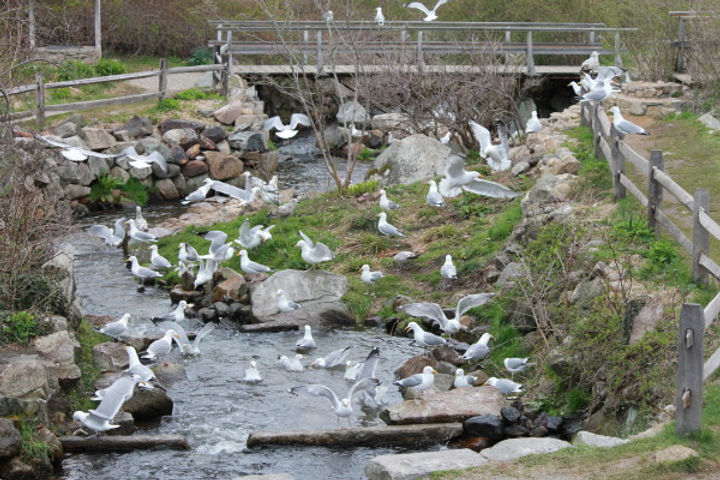 Cape Cod Herring Runs