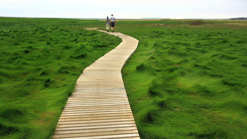 Wellfleet Bay Wildlife Sanctuary: Discover Nature's Wonders